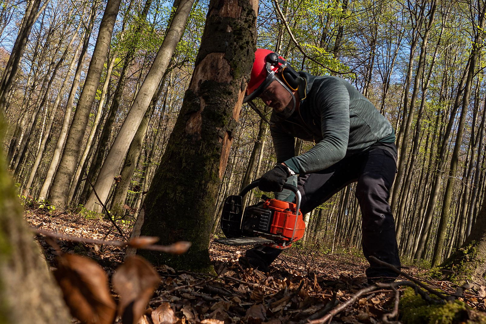Forestry worker felling a tree with a chainsaw to reduce fire risk